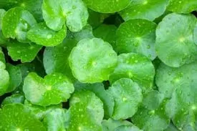 Centella Asiatica - Skincare Coreana